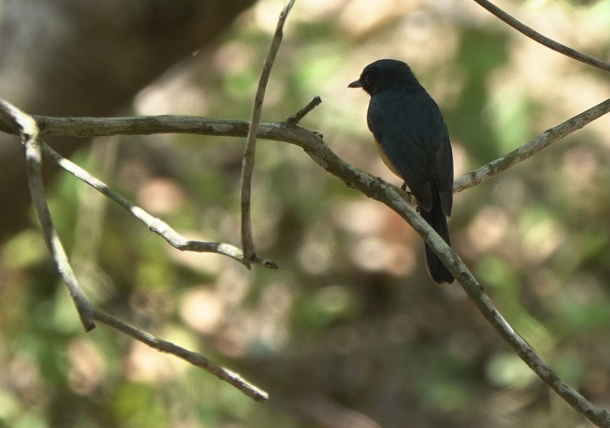 Sulawesi Blue Flycatcher (Tanahjampea) - ML625356337