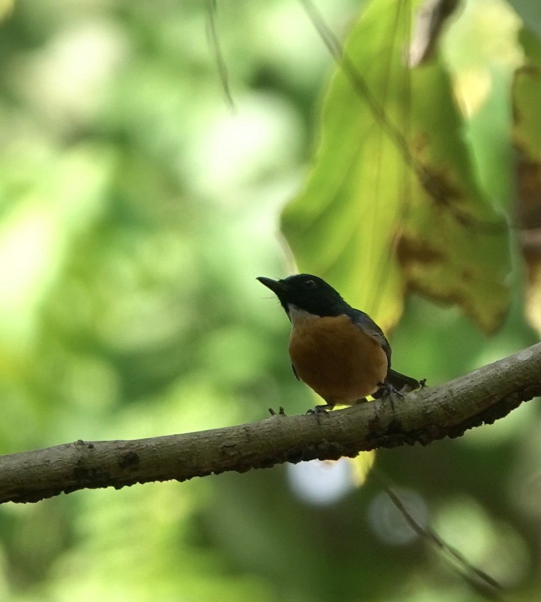 Sulawesi Blue Flycatcher (Tanahjampea) - ML625356339