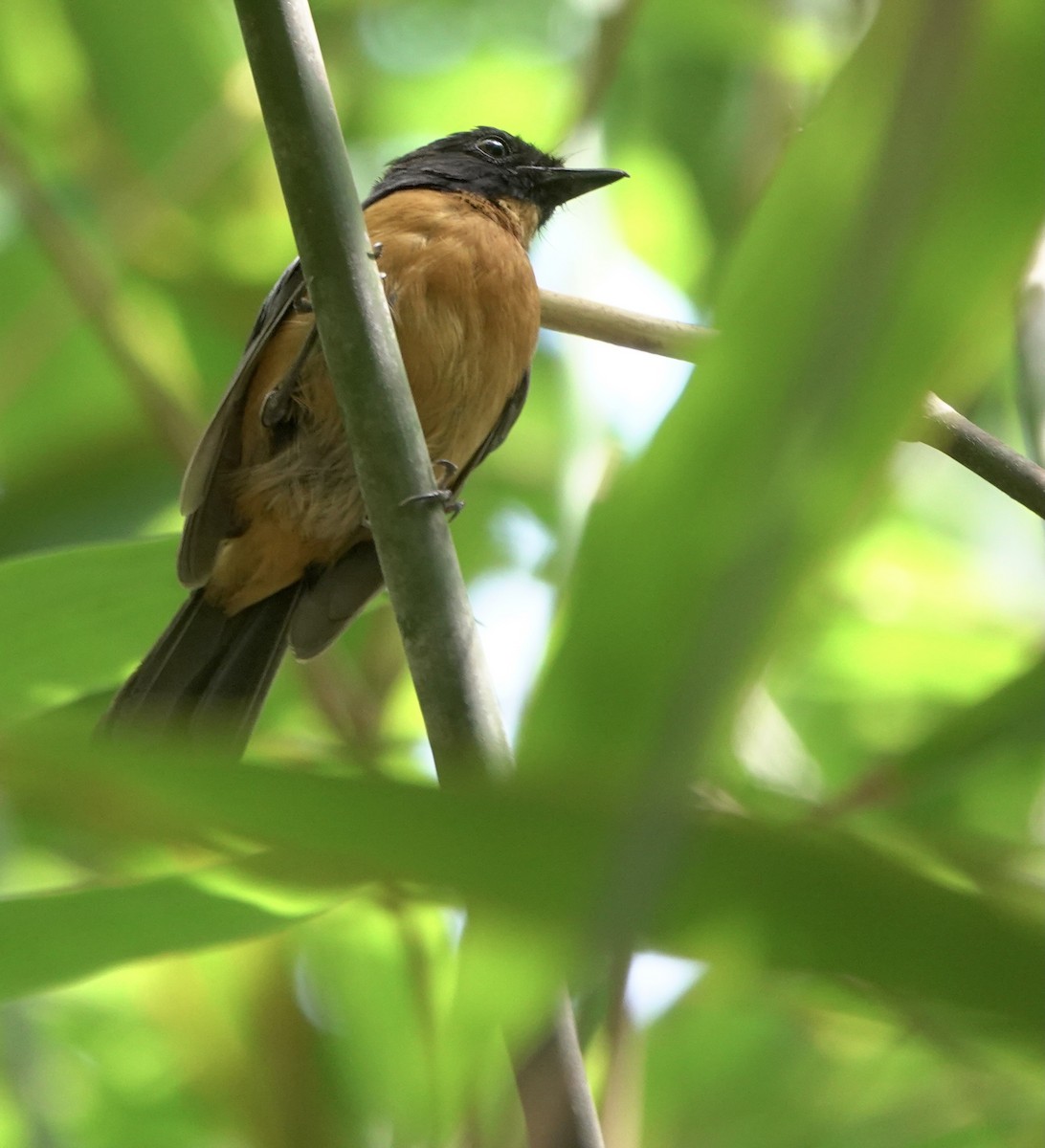 Sulawesi Blue Flycatcher (Tanahjampea) - ML625356340