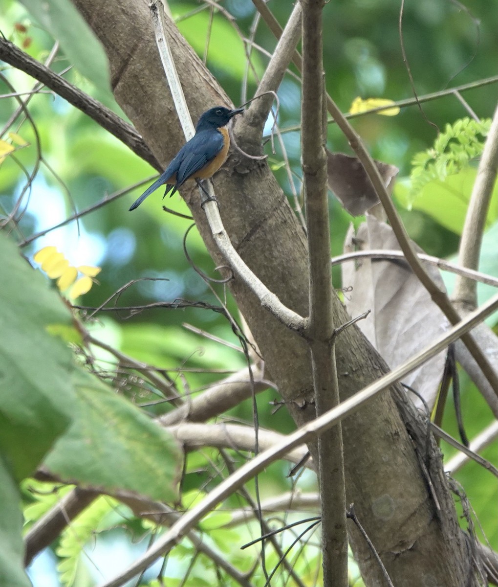 Sulawesi Blue Flycatcher (Tanahjampea) - ML625356341