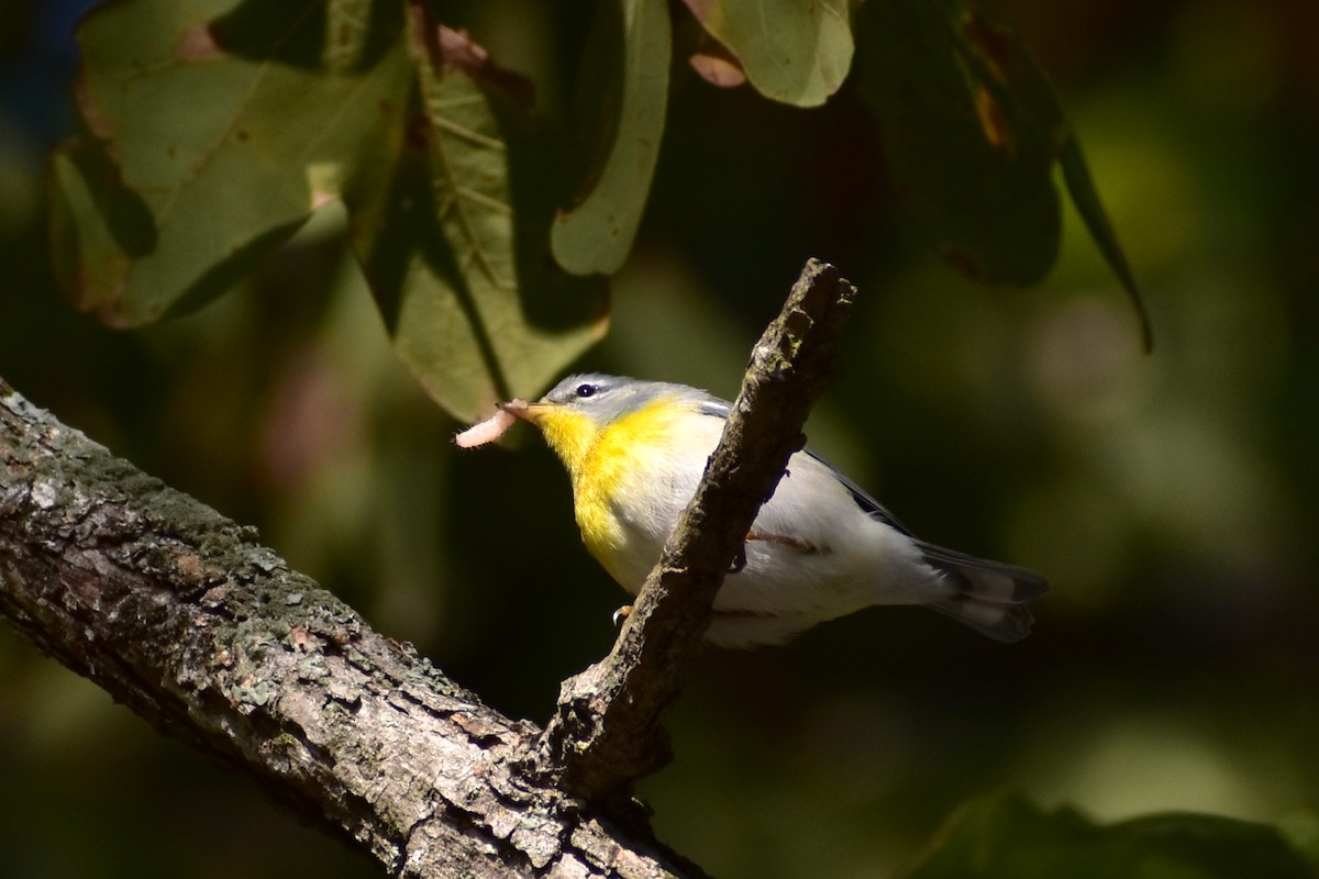 Northern Parula - ML625356373