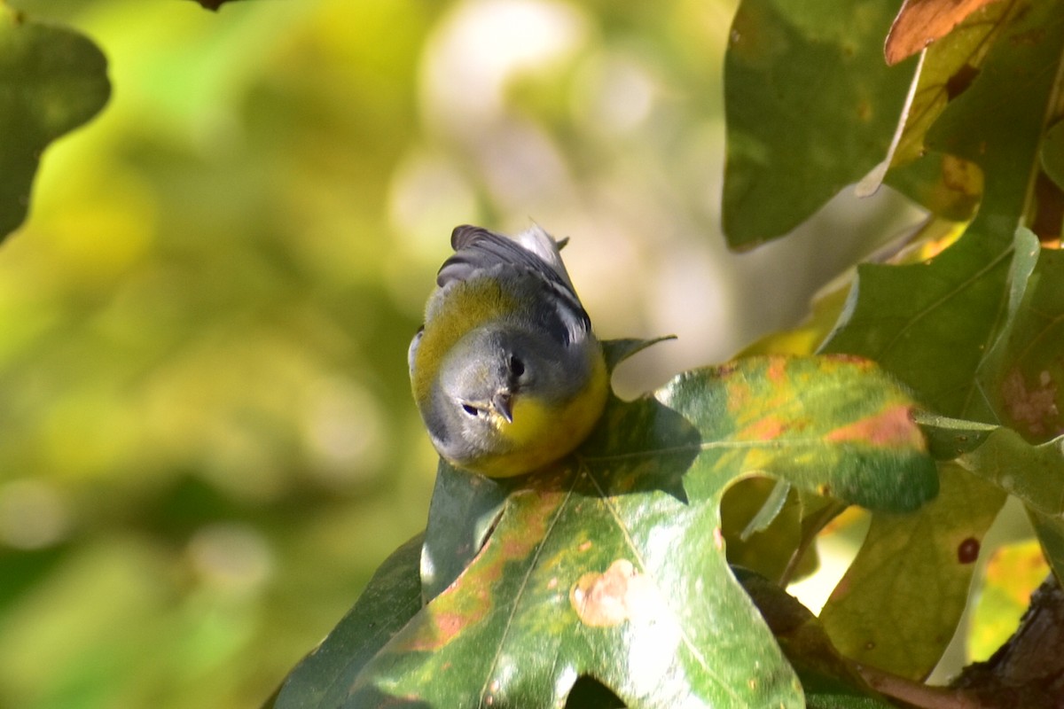 Northern Parula - ML625356374