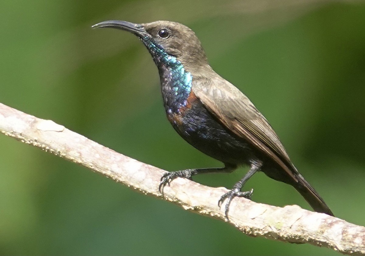 Flores Sea Sunbird - ML625356406