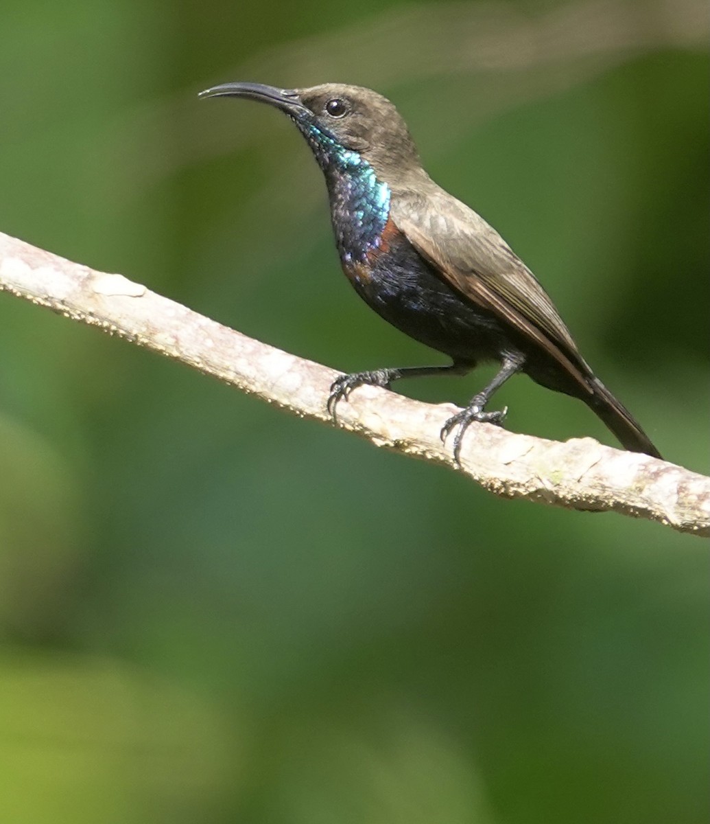 Flores Sea Sunbird - ML625356407