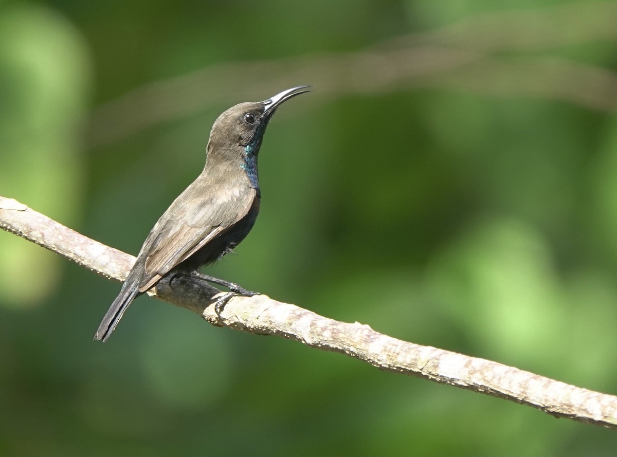 Flores Sea Sunbird - ML625356408