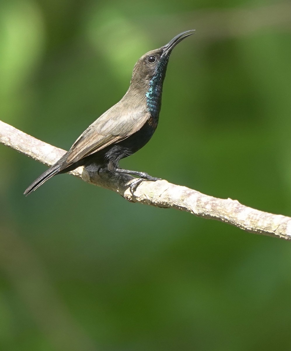 Flores Sea Sunbird - ML625356409