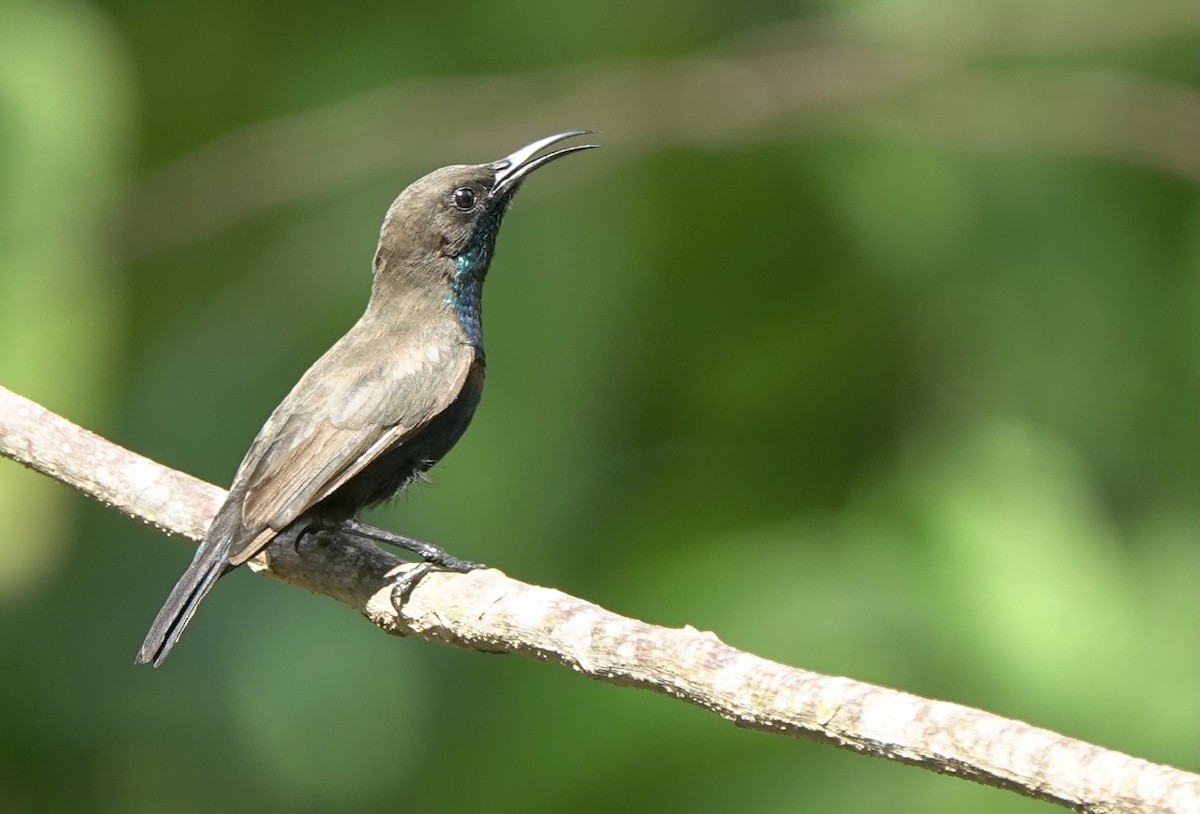 Flores Sea Sunbird - ML625356410