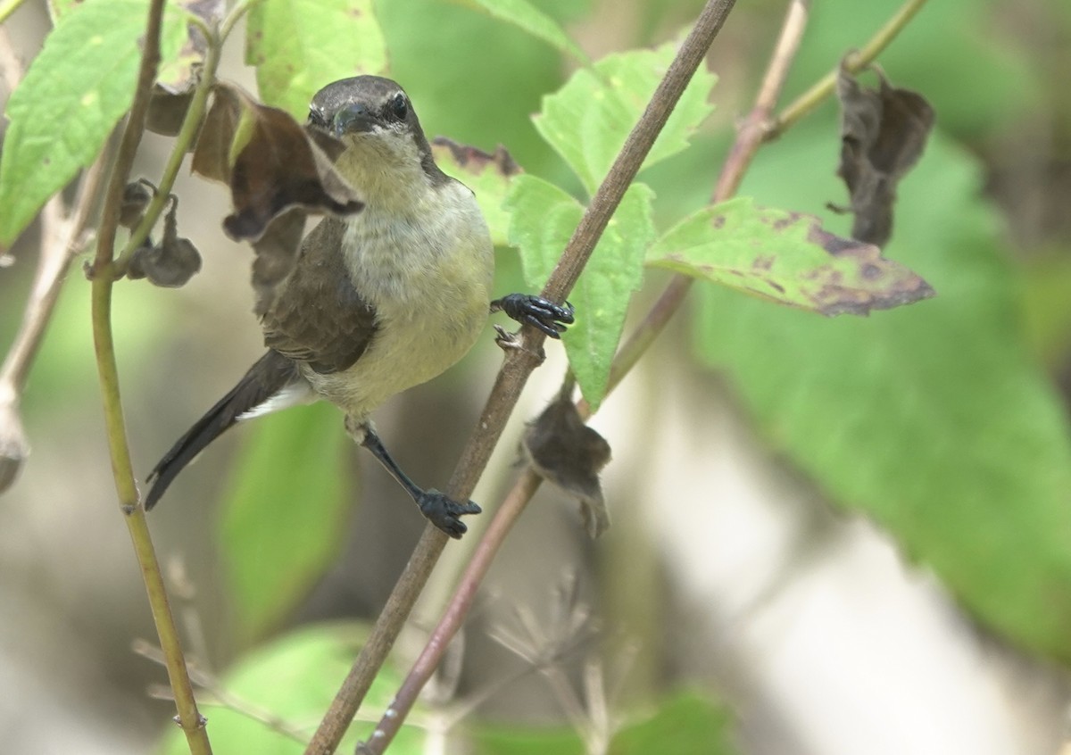 Flores Sea Sunbird - ML625356412