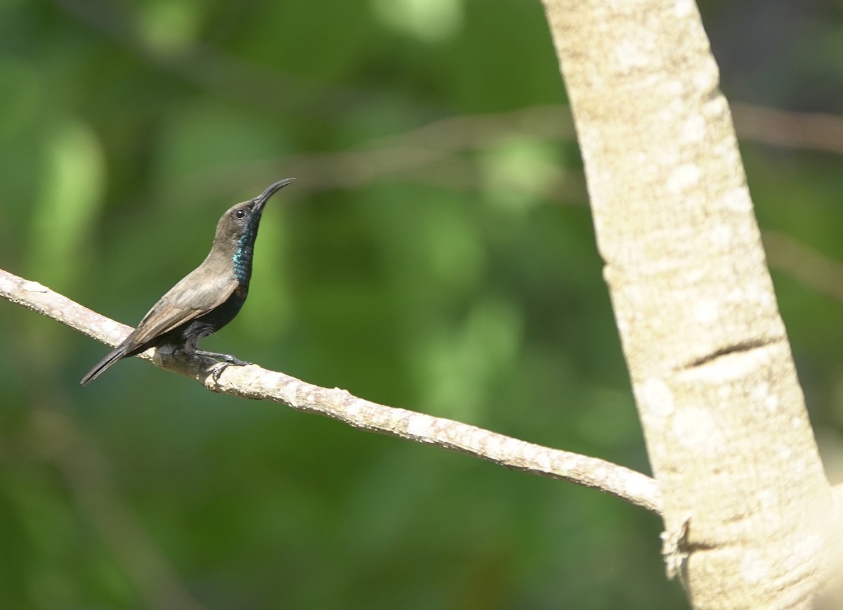 Flores Sea Sunbird - ML625356413