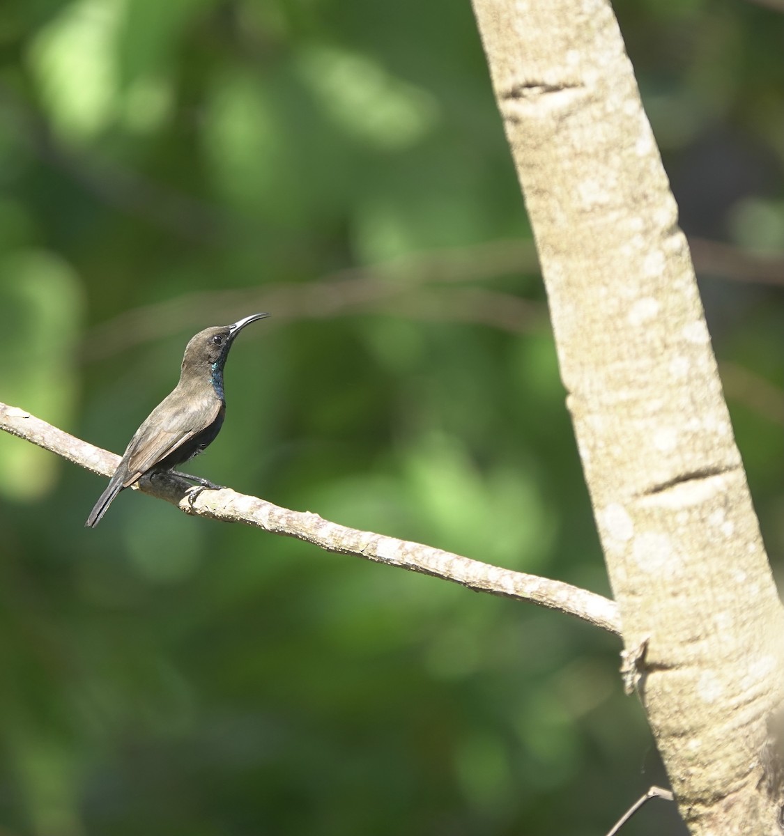 Flores Sea Sunbird - ML625356414