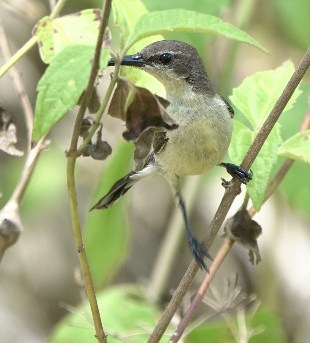 Flores Sea Sunbird - ML625356416