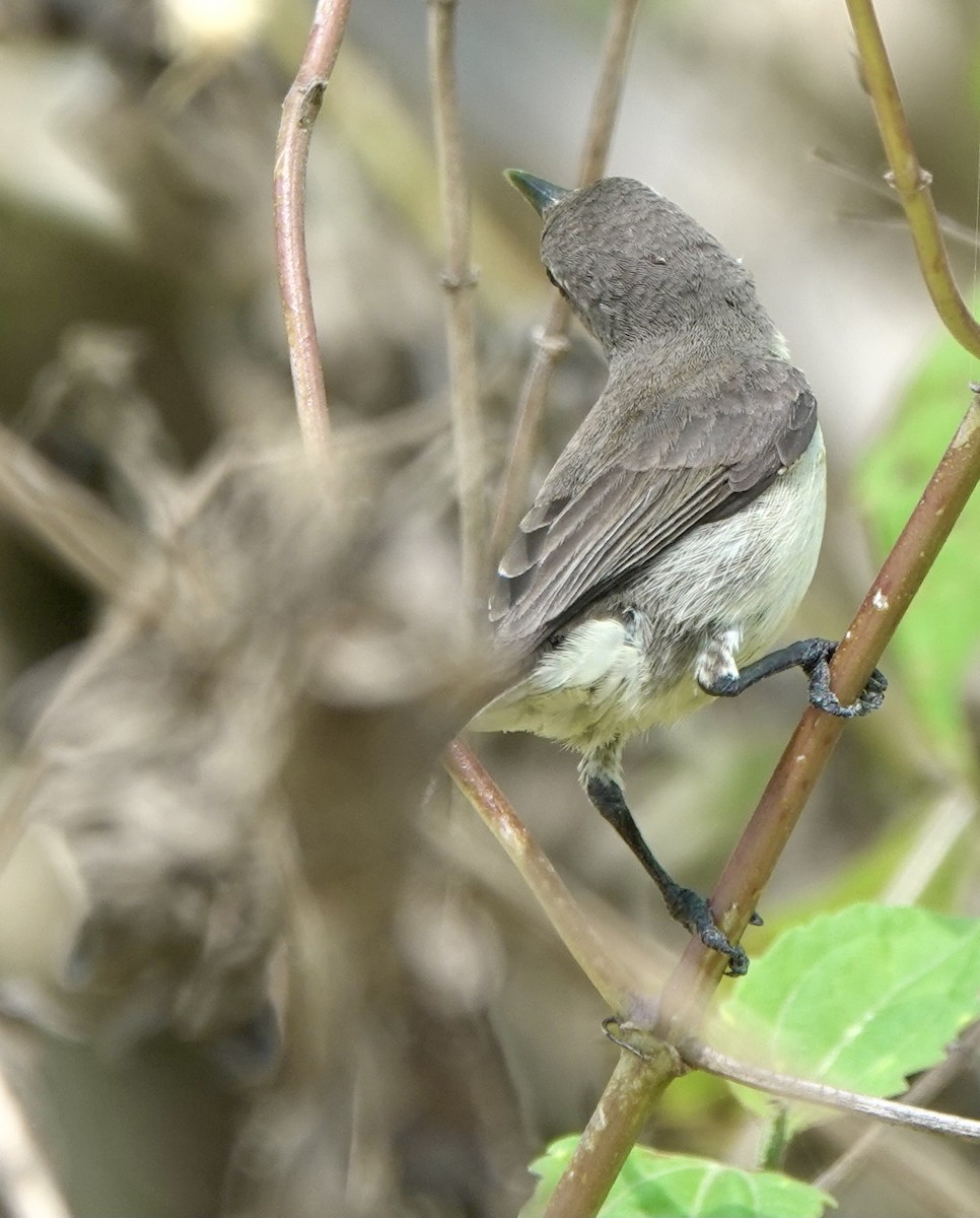 Flores Sea Sunbird - ML625356417