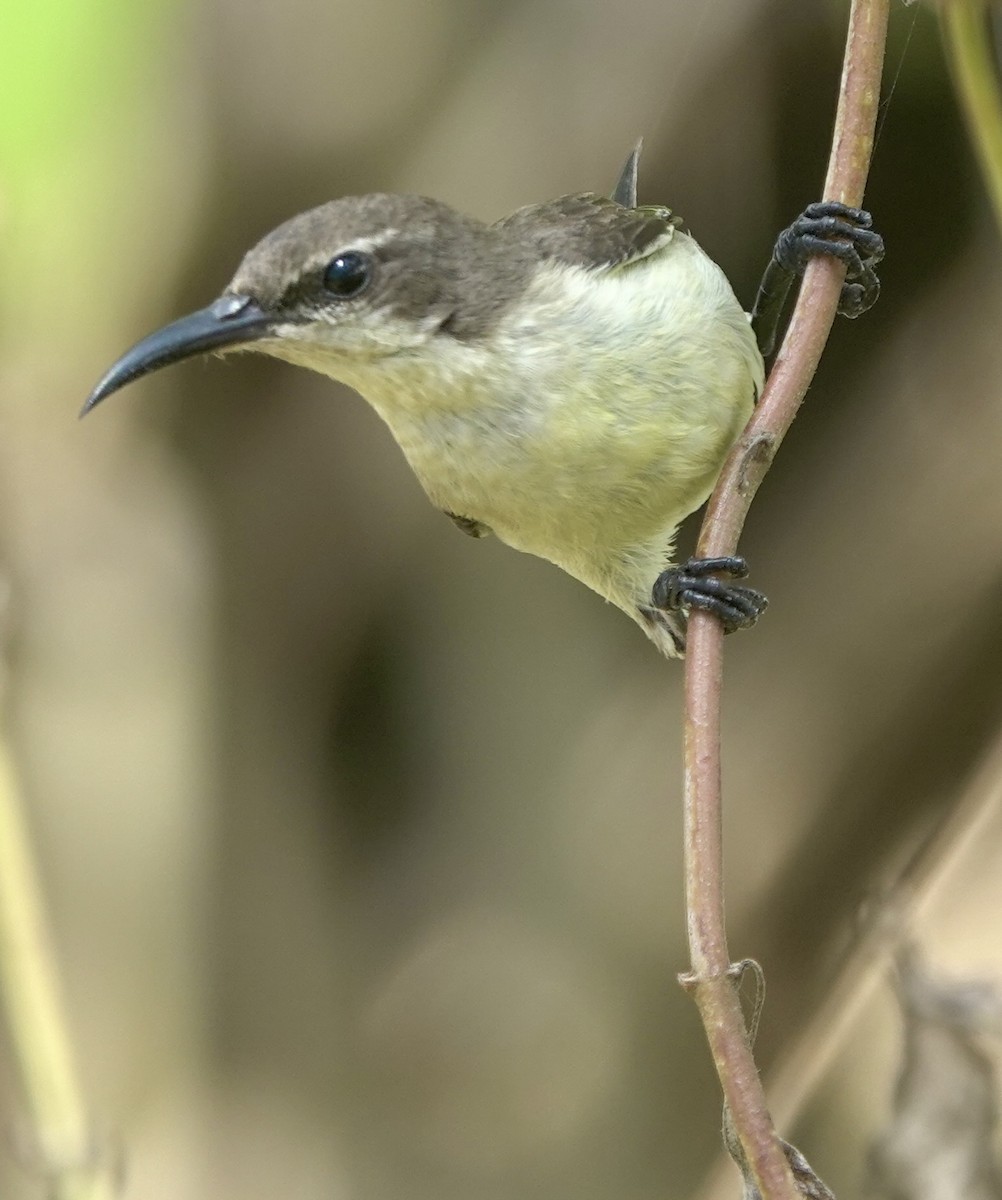 Flores Sea Sunbird - ML625356419