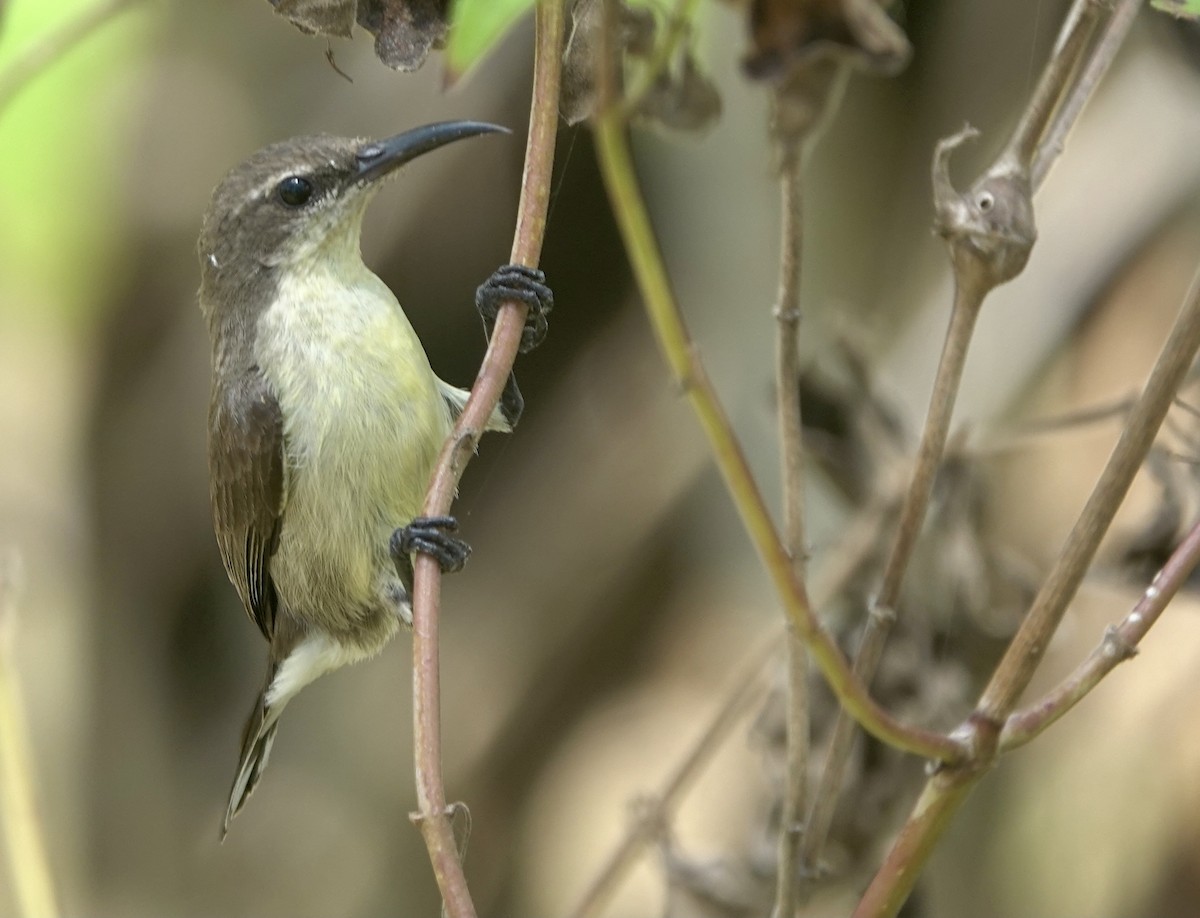 Flores Sea Sunbird - ML625356420