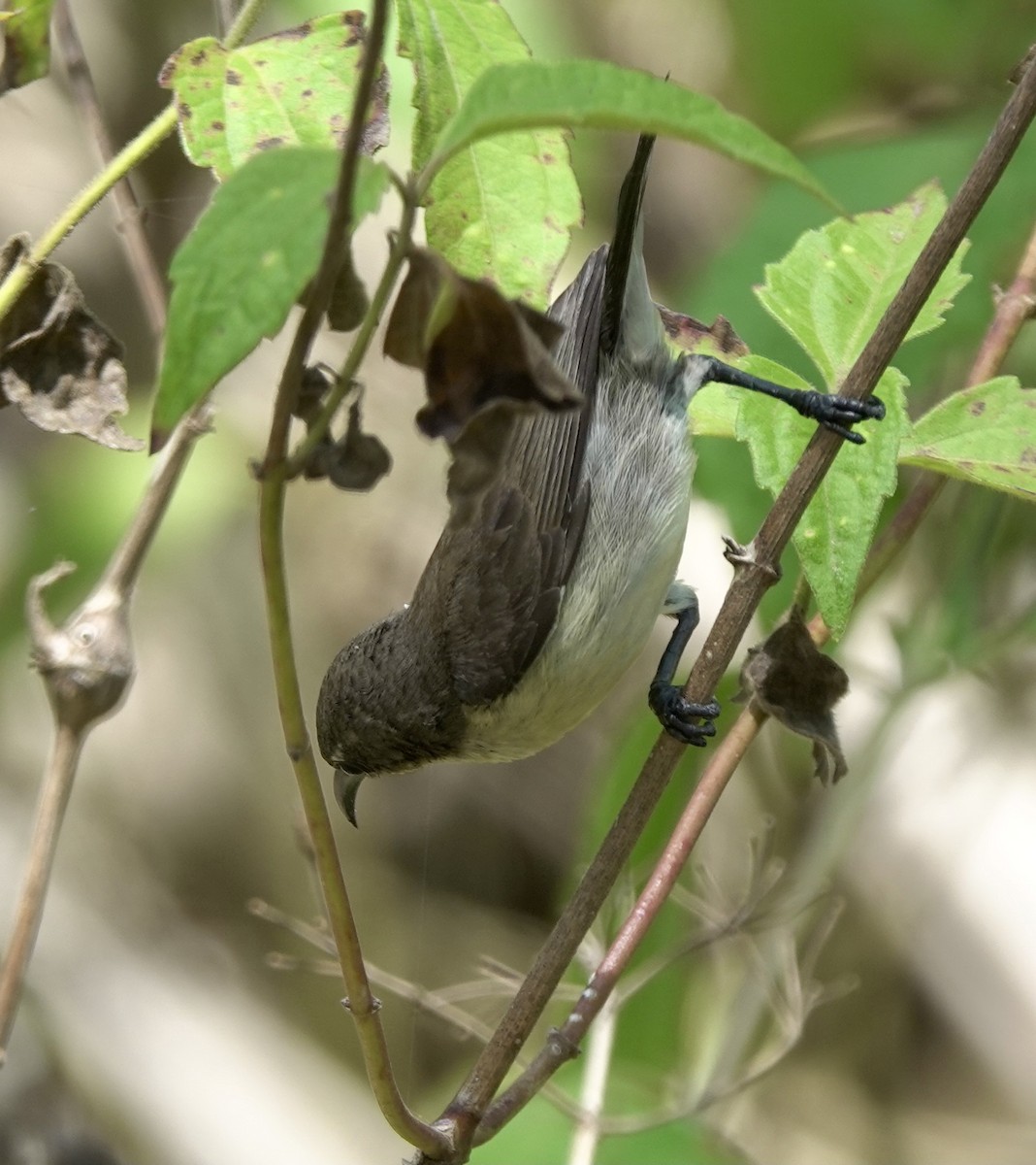 Flores Sea Sunbird - ML625356421