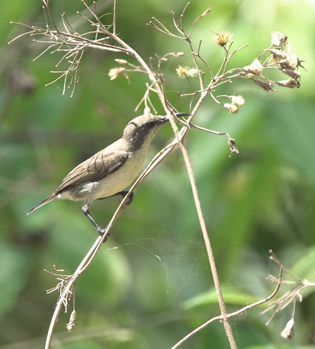 Flores Sea Sunbird - ML625356422