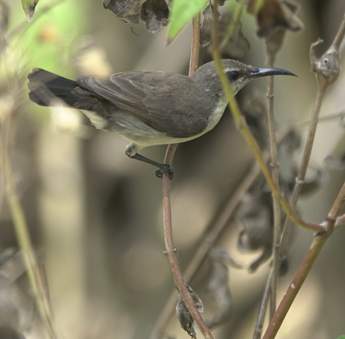 Flores Sea Sunbird - ML625356423