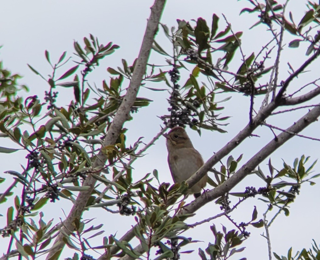 Swamp Sparrow - ML625356506