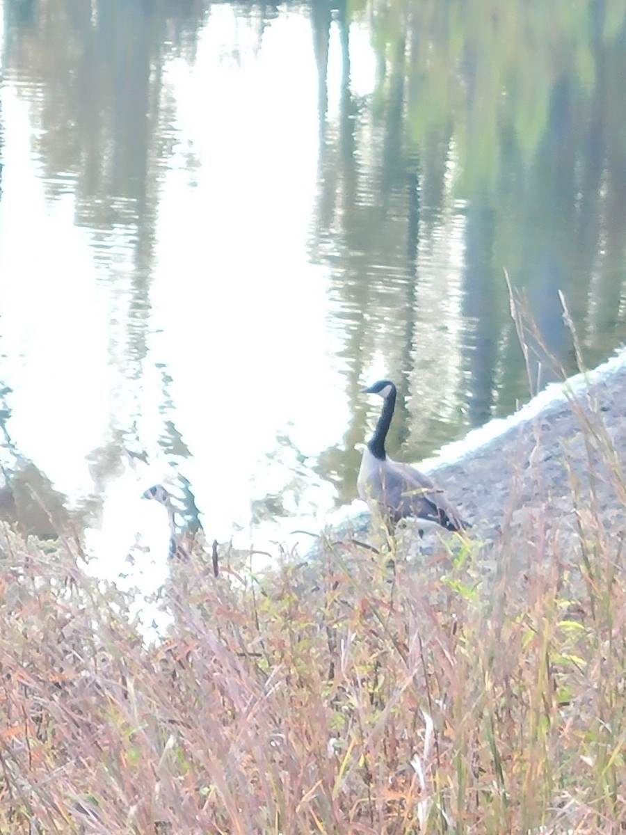 Canada Goose - ML625356539