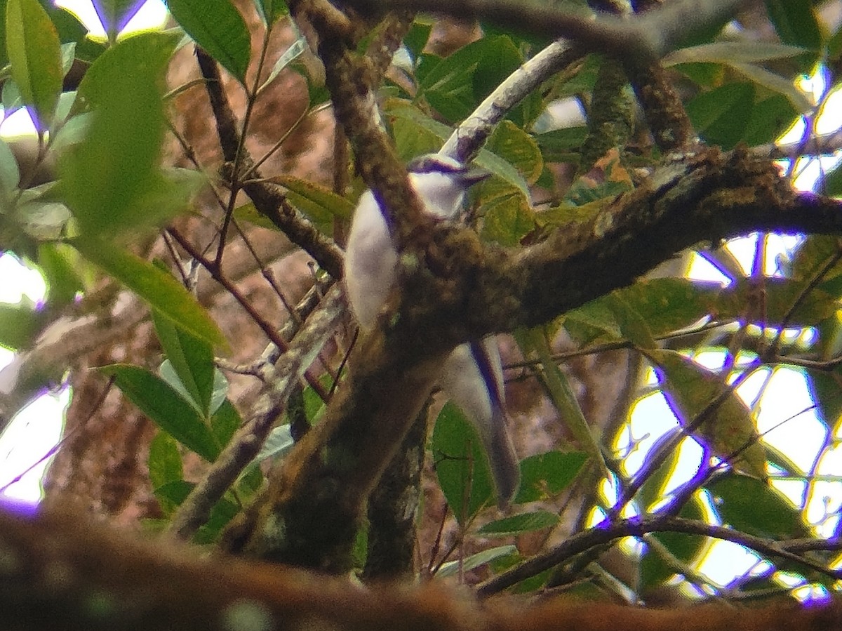 Large Woodshrike - ML625356630