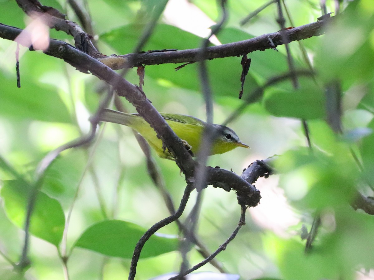 Gray-hooded Warbler - ML625356685