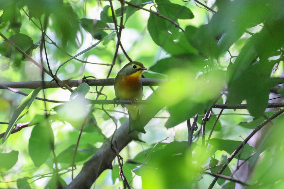 Red-billed Leiothrix - ML625356690