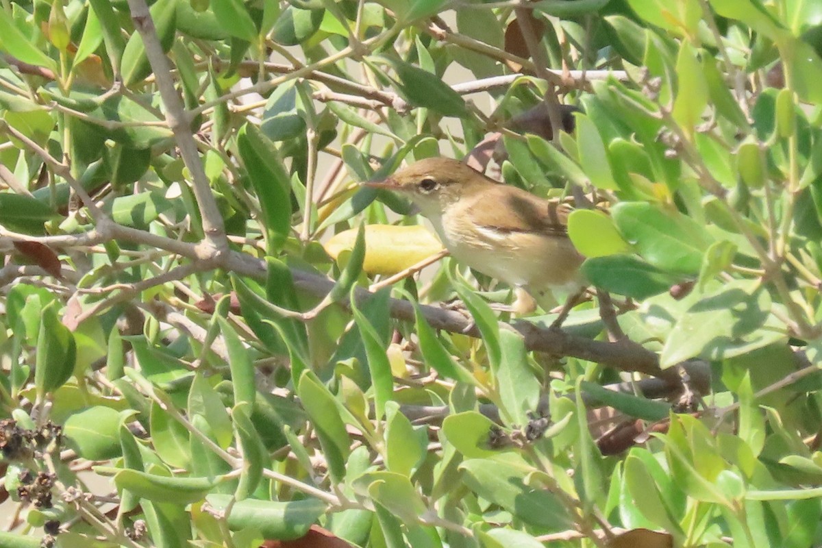 Common Reed Warbler (Mangrove) - ML625356780