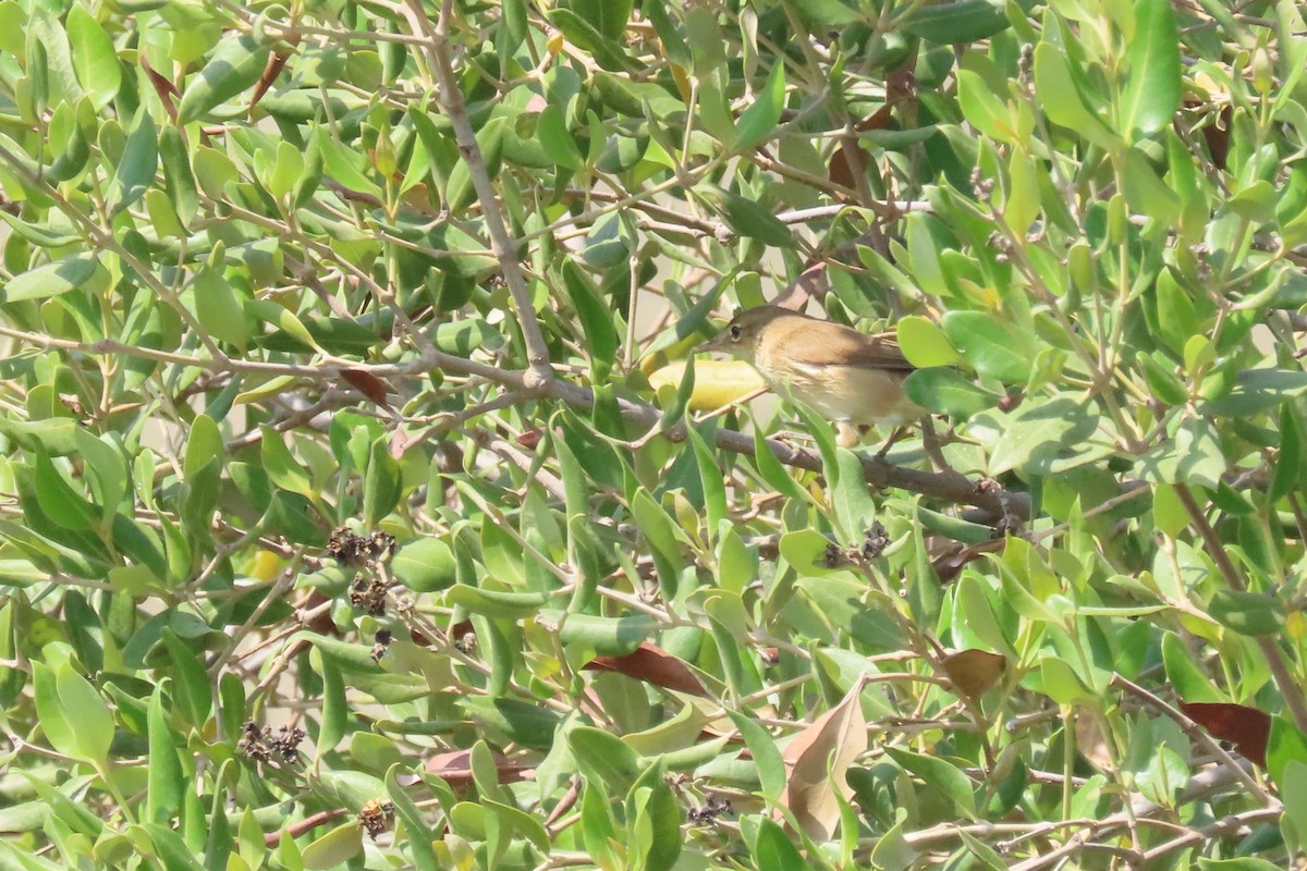 Common Reed Warbler (Mangrove) - ML625356781