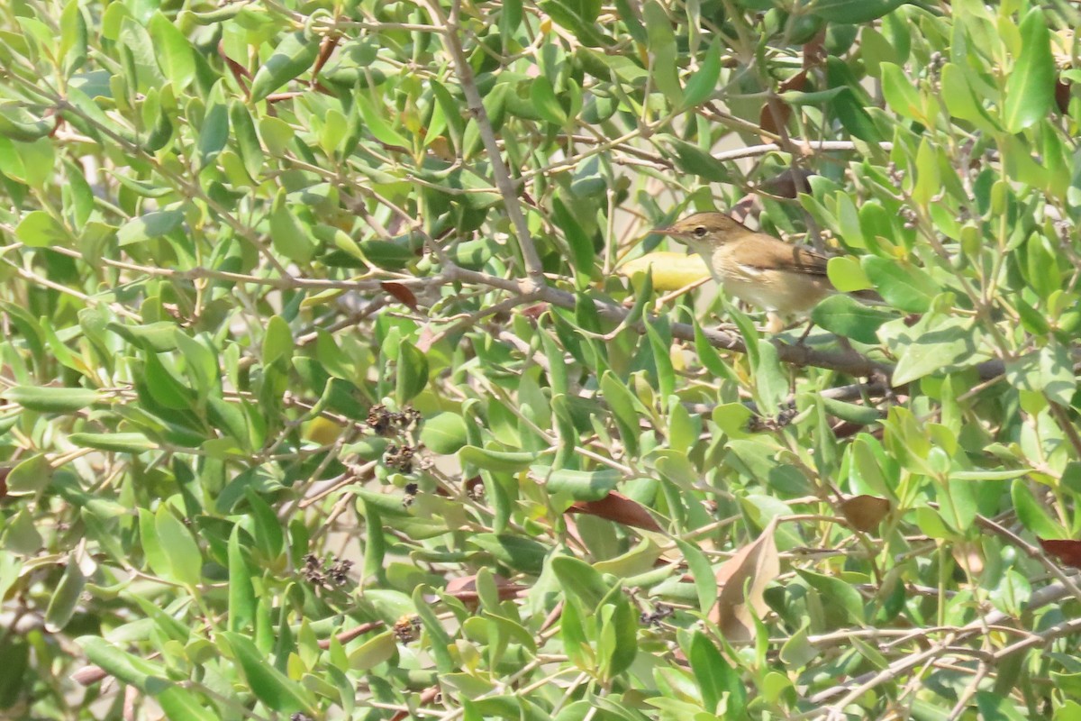 Common Reed Warbler (Mangrove) - ML625356782