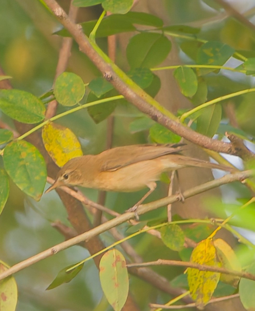 Clamorous Reed Warbler - ML625356784