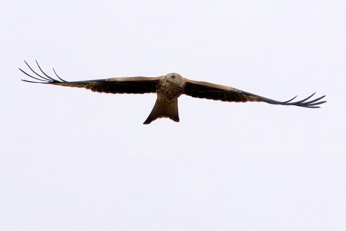 アカトビ - ML625356834