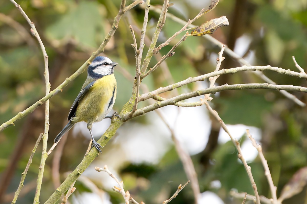 Eurasian Blue Tit - Richard Warner