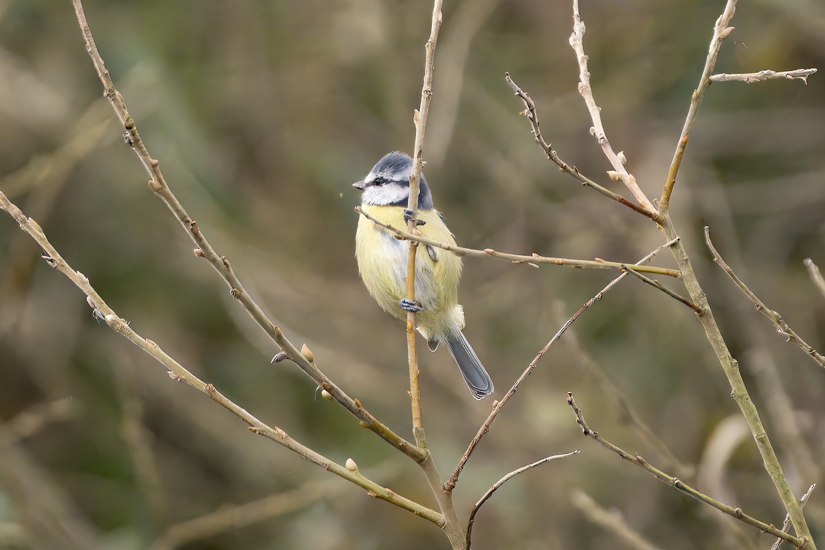 Eurasian Blue Tit - Richard Warner