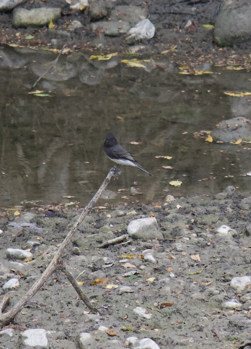 Black Phoebe - ML625357077