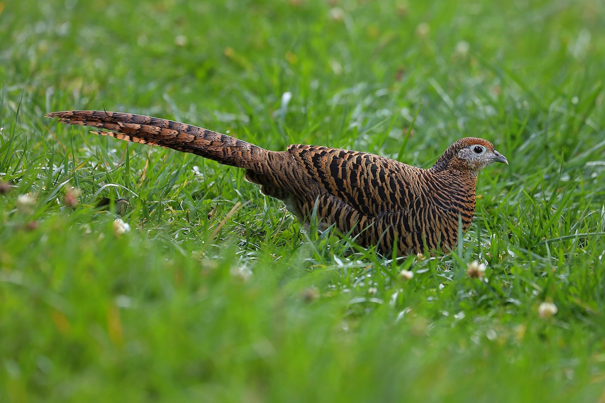 Lady Amherst's Pheasant - Matthias Alberti