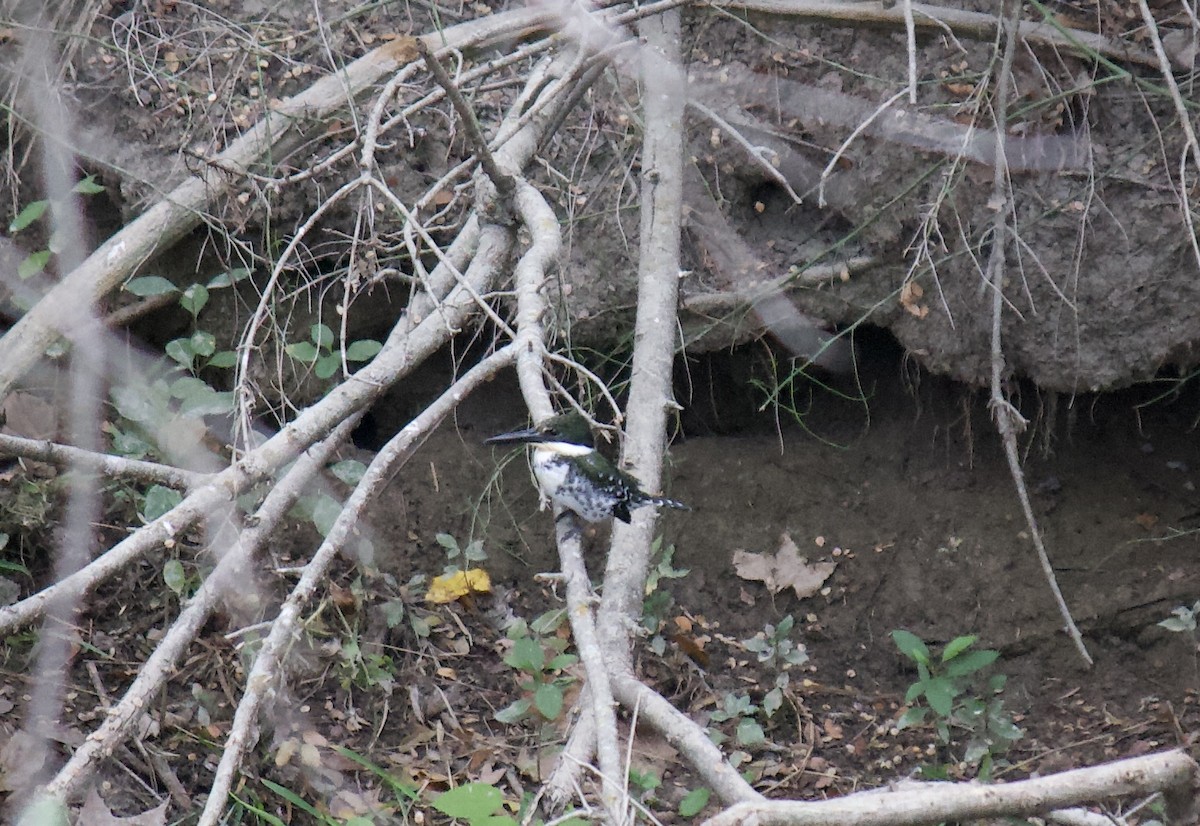 Green Kingfisher - ML625357111