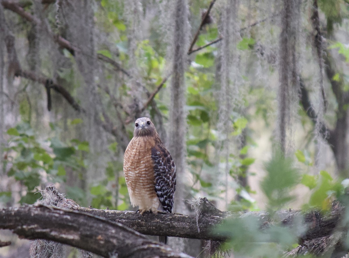 Red-shouldered Hawk - ML625357121