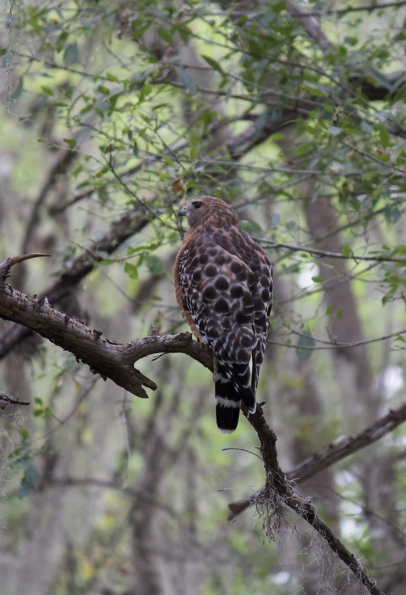 Red-shouldered Hawk - ML625357122