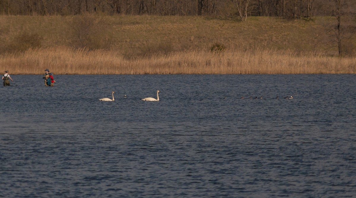 Cygne siffleur - ML625357235