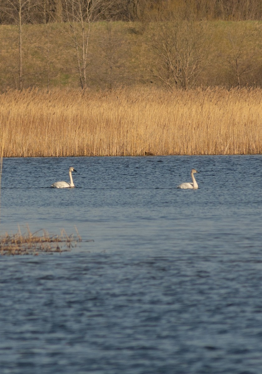 Cygne siffleur - ML625357236