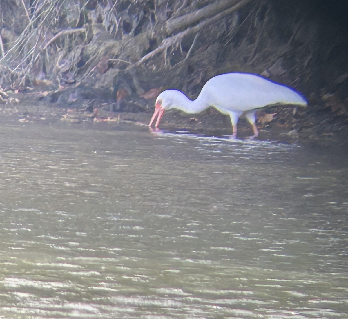 White Ibis - ML625357305