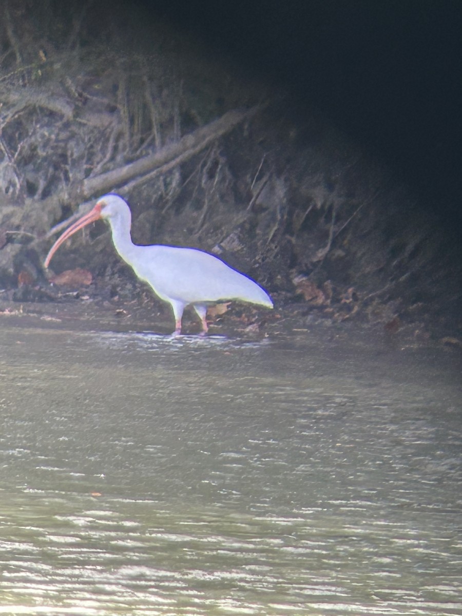 White Ibis - ML625357306