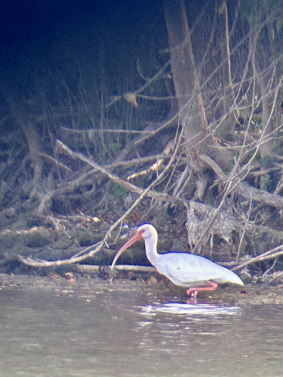 White Ibis - ML625357307