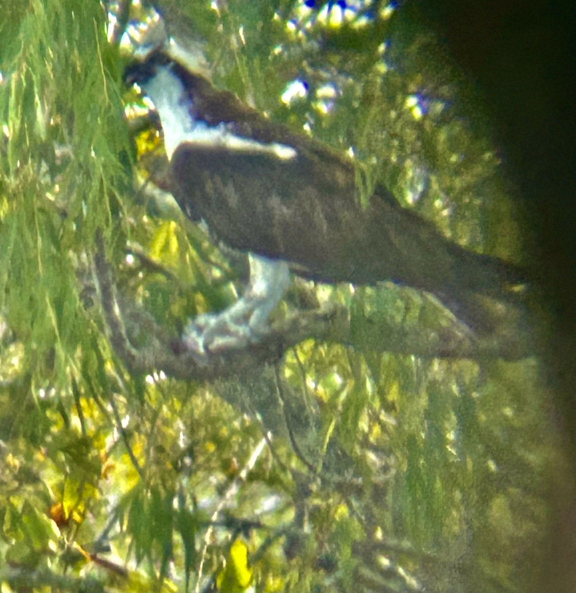 Osprey - ML625357343