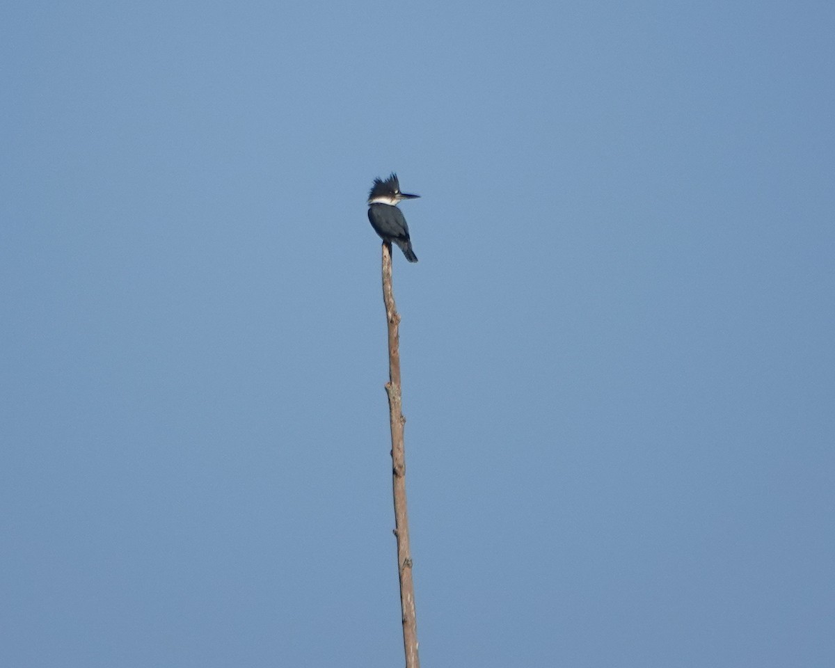 Belted Kingfisher - ML625357359