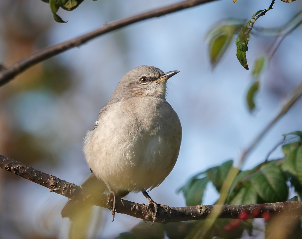 Northern Mockingbird - ML625357363