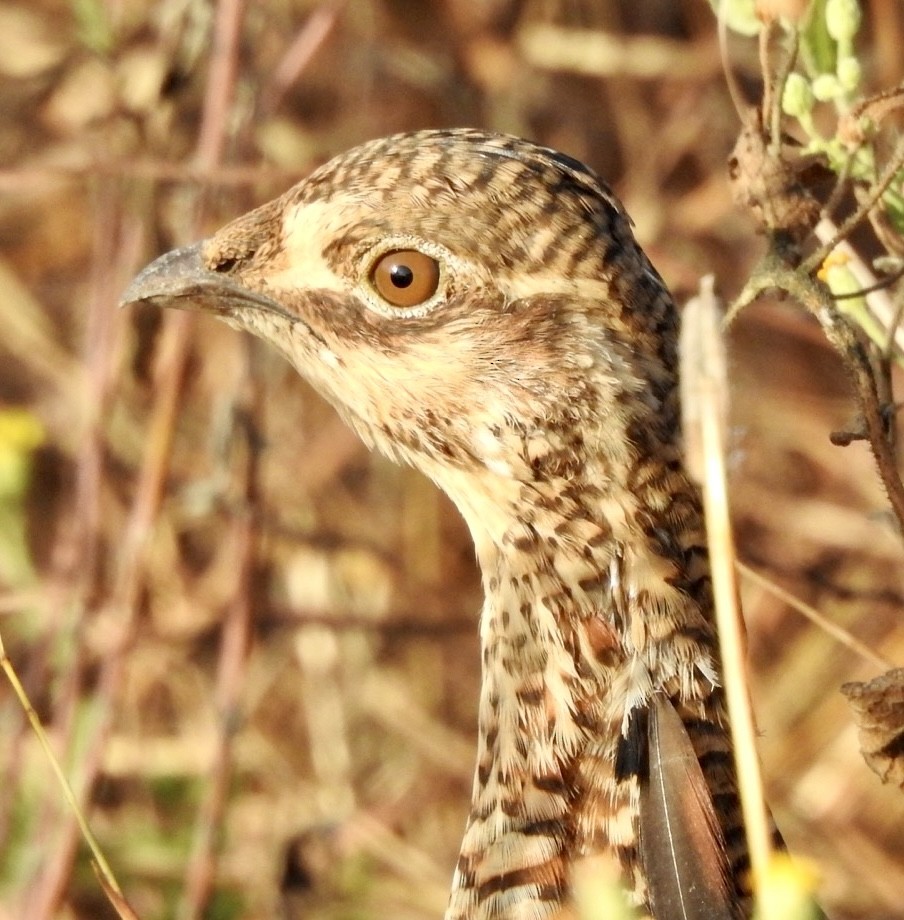 tetřívek prériový (ssp. attwateri) - ML625357366