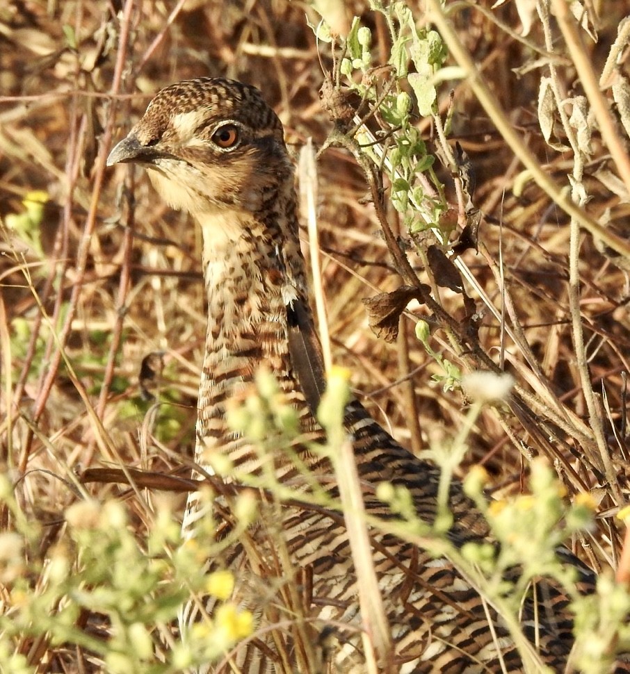 Tétras des prairies (attwateri) - ML625357367