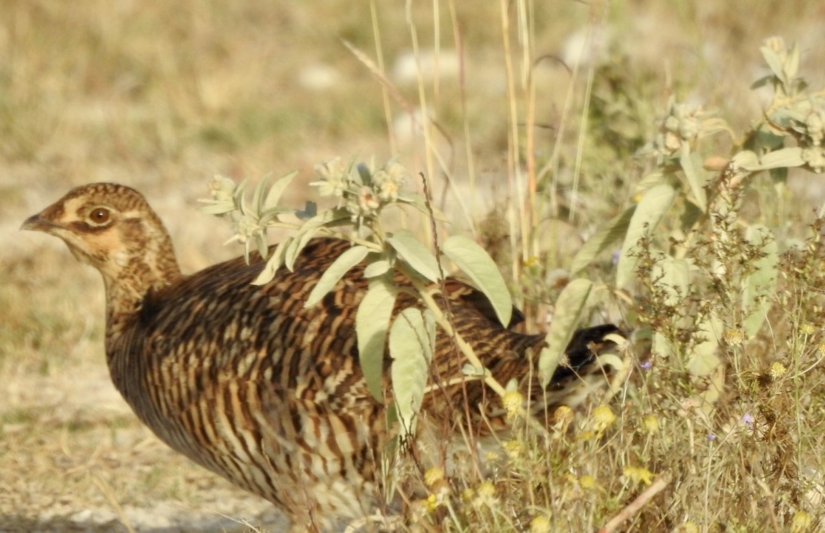 Tétras des prairies (attwateri) - ML625357368