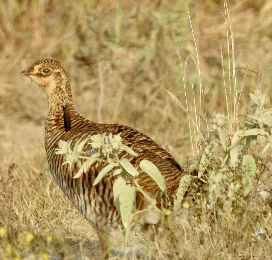 tetřívek prériový (ssp. attwateri) - ML625357369